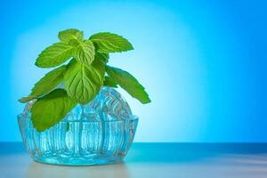 Mint leaves in a glass vase on a blue gradient background with copy space photo