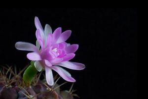 rosado flor de cactus gymnocalycium Damsii foto