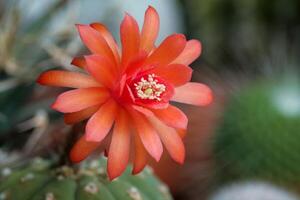 Red Flower of Cactus matucana photo