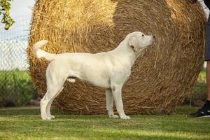 Labrador Dog Posing 6 photo