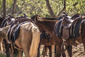 Detalle de caballos atados a un árbol foto