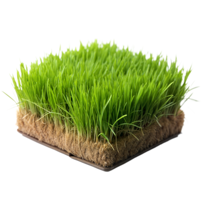 A small, square section of vibrant green grass showing