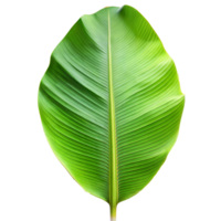 uma alta qualidade imagem do uma exuberante verde banana folha em uma transparente fundo png