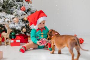 Santa Claus' little helper is sitting on the floor next to the Christmas tree with dog dachshund photo