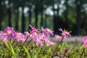 Pink rain lily flowers or zephyranthes bulb during spring season in the forest photo