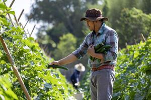 asiático granjero es recién cosecha sano Pepino o calabacín desde el vegetal orgánicos granja Acercarse para local jardinero y de cosecha propia Produce concepto foto