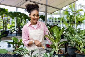 African woman gardener is tending her exotic plant plant inside the greenhouse for rainforest tender small pot for ornamental gardening and gardening in summer photo