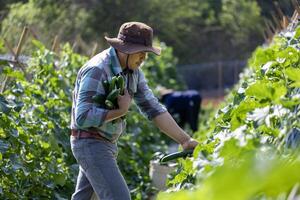 asiático granjero es recién cosecha sano Pepino o calabacín desde el vegetal orgánicos granja Acercarse para local jardinero y de cosecha propia Produce concepto foto