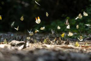 Swarm of adult male butterflies sapping on salt and mineral which also call mud puddling phenomenon during summer on mating season for tropical rainforest wildlife and environmental awareness photo