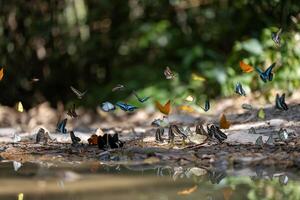 enjambre de adulto masculino mariposas minar en sal y mineral cuales además llamada barro pudelado fenómeno durante verano en apareamiento temporada para tropical selva fauna silvestre y ambiental conciencia foto