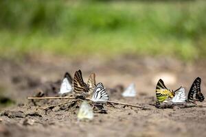 Swarm of adult male butterflies sapping on salt and mineral which also call mud puddling phenomenon during summer on mating season for tropical rainforest wildlife and environmental awareness photo