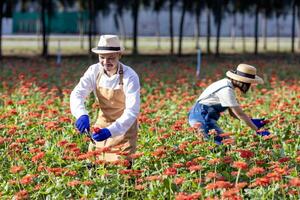 equipo de asiático granjero y florista es trabajando en el granja mientras corte zinnia flores utilizando podadera para cortar flor negocio en su granja para agricultura industria concepto foto