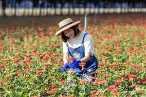 Asian farmer and florist is working in the farm while cutting zinnia flowers using secateurs for cut flower business in her farm for agriculture industry photo