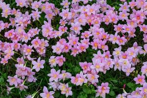 Field of pink rain lily flower or zephyranthes bulb during spring season in the forest photo