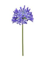 Blue agapanthus or African lily of nile flower is blooming in summer season for ornamental garden isolated on white background for design concept cut out photo