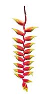 Heliconia rostrata lobster claw flower isolated on white background for tropical plant and design cut out usage photo