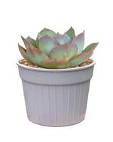 echeveria suculento planta de casa en maceta aislado en blanco antecedentes para el pequeño jardín y sequía tolerante planta foto