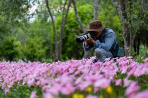 Photographer is taking photo of blossoming wild flower meadow pink zephyranthes carinata rain lily bulb during spring season in the woodland forest which is native to Central America for hiking travel