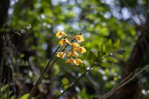 Fringed-lipped dendrobium chrysanthum orchid flower blossoming in the tropical rainforest photo