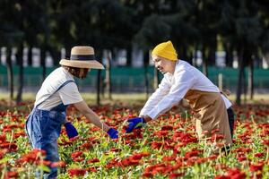 equipo de asiático granjero y florista es trabajando en el granja mientras corte zinnia flores utilizando podadera para cortar flor negocio en su granja para agricultura industria concepto foto