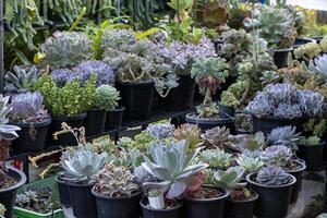 Collection of healthy decorative succulent top view in the greenhouse garden for limited space urban gardening design garden photo