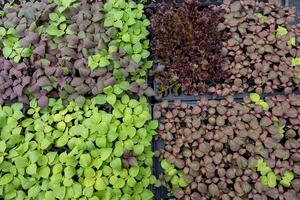 shiso o perilla salir planta de semillero creciente en plantando bandeja es grapa ingrediente para japonés y coreano comida foto