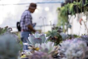 Collection of healthy decorative succulent top view in the greenhouse garden for limited space urban gardening design garden photo