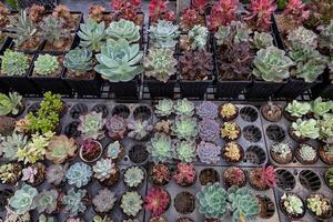 Collection of healthy decorative succulent top view in the greenhouse garden for limited space urban gardening design garden photo