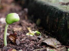 young plant growing close up. photo