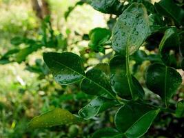 Kaffir lime leaves on the tree. photo
