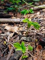 young plant growing close up. photo