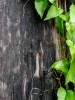 Green ivy leaves climbing on tree in dark woods, tree in spring in Thailand. photo