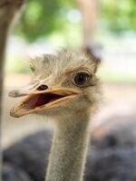 Close-up shot of an ostrich's head on a blurred background. photo