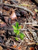 young plant growing close up. photo