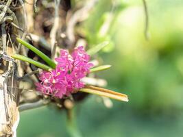 Pink wild orchids on tree, Blurred background. photo