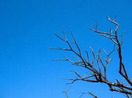 Isolated dead branch on the blue sky background. photo
