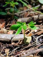 young plant growing close up. photo