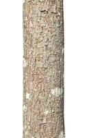 Trunk of a tree Isolated On White Background photo