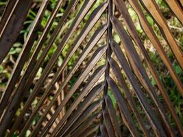 background of dried coconut leaves. photo