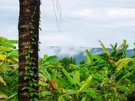 verde hiedra hojas alpinismo en árbol en oscuro bosque, árbol en primavera en tailandia foto