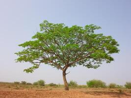 A large tree with branches protruding with a bright local atmosphere. photo