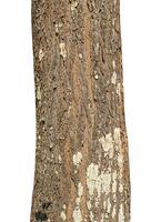 Trunk of a tree Isolated On White Background photo