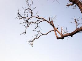 Isolated dead branch on the blue sky background. photo
