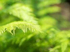 Exotic tropical ferns with shallow depth of field. Green fern leaves in blurred green natural background. photo