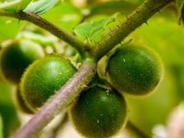 Solanum fruit plant in the garden photo