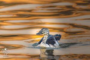 Knob-billed Duck - The knob-billed duck or African comb duck is a type of duck found along the tropical sub-tropical wetlands and waterways of Sub-Saharan Africa and the island of Madagascar. photo