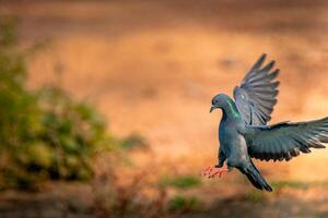Rock Dove - Species of bird also known as the common pigeon photo