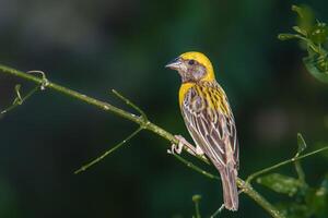 Baya Weaver - Discover the beauty of the Baya Weaver, a master of intricate nest weaving found across the Indian Subcontinent and Southeast Asia. photo