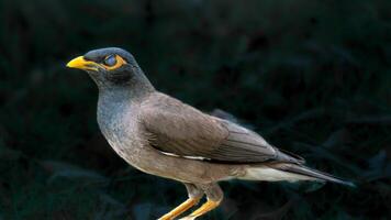 Common Myna The common myna or Indian myna, sometimes spelled mynah, is a bird in the family Sturnidae, native to Asia. An omnivorous open woodland bird with a strong territorial instinct. photo
