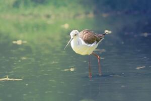 Black winged Stilt - The black-winged stilt is a widely distributed, very long-legged wader in the avocet and stilt family Recurvirostridae. photo